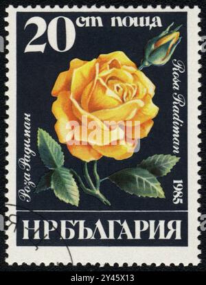 A postage stamp printed in BULGARIA  shows a yellow rose Radiman isolated on black background, from series, , print raster,1985 Stock Photo