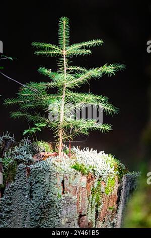 A small Christmas tree grows on a rotten old tree trunk. Stock Photo