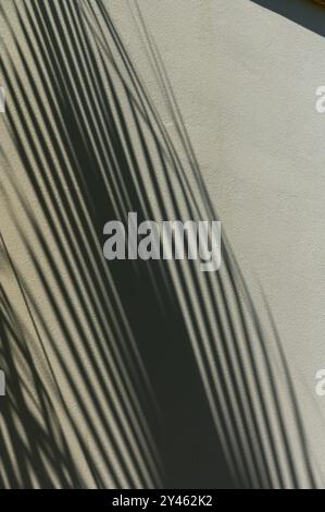 Summer background shadows from the indoor tree of happiness on a white ...