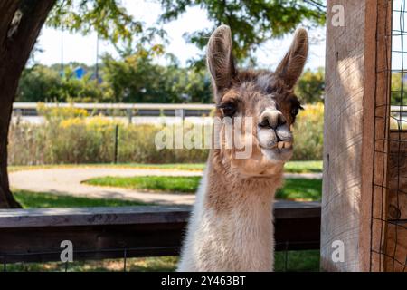 Llama at an outdoor petting zoo close up Stock Photo
