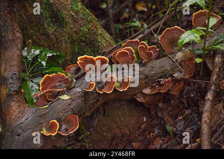 Reishi mushroom Ganoderma lucidum 14164 Stock Photo