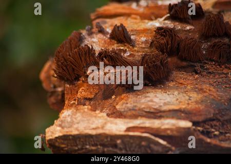 Slime mold Genus Stemonitis 15376 Stock Photo