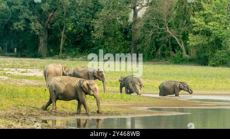 A Group of beautiful elephants drinking water.Kaziranga National Park in India is famous for its Elephants. Stock Photo