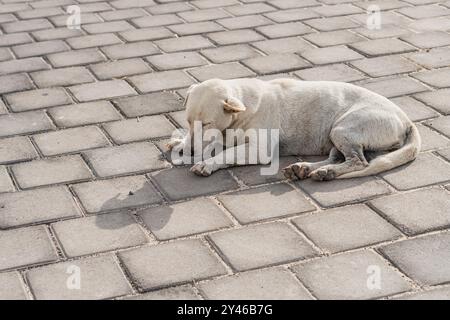 A white dog lying on a paved surface, basking in the sun. The dog appears relaxed and comfortable, with its body stretched out and head resting on the Stock Photo