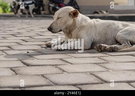 A white dog lying on a paved surface, basking in the sun. The dog appears relaxed and comfortable, with its body stretched out and head resting on the Stock Photo