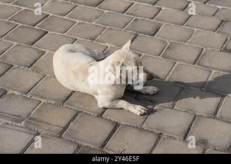 A white dog lying on a paved surface, basking in the sun. The dog appears relaxed and comfortable, with its body stretched out and head resting on the Stock Photo