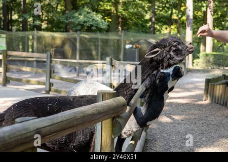 Two playful llamas interacting at a vibrant forested zoo in the afternoon sunlight Stock Photo