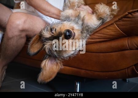 Funny situation of an owner and a dog playing on a leather sofa. The dog smiles upside down with his big ears hanging while the owner tickles his bell Stock Photo