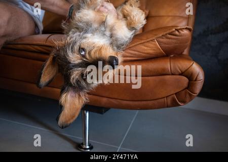 Funny situation of an owner and a dog playing on a leather sofa. The dog looks up upside down with his big ears hanging while the owner tickles his be Stock Photo