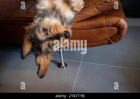 Funny close up situation of a dog playing on a leather sofa. he looks up upside down with his big ears hanging and his little legs drawn up showing hi Stock Photo
