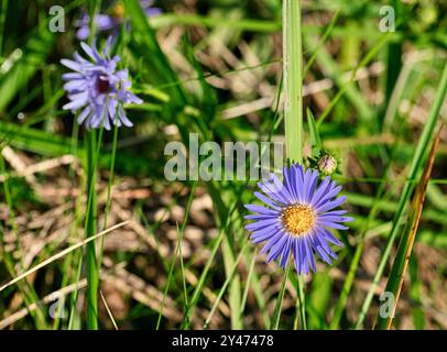 Aster is a genus of perennial flowering plants in the family Asteraceae . Purple and yellow aster flowers on a grass background. Close up photography Stock Photo