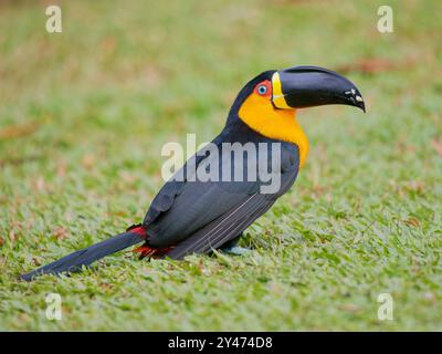 Channel Billed Toucan on ground Ramphastos vitellinus ariel Atlantic Forest, Brazil BI042792 Stock Photo