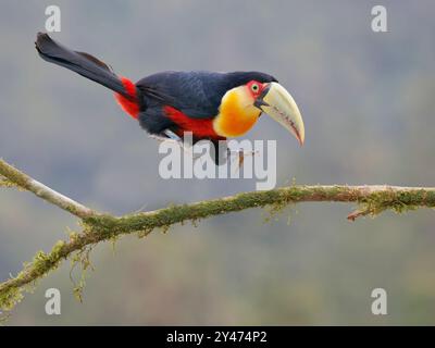 Red Breasted Toucan landing on branch Ramphastos dicolorus Atlantic Forest, Brazil BI042850 Stock Photo