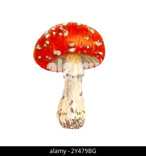 Watercolor mushroom. Botanical illustration with Fly agaric, amanita red mushroom Stock Photo