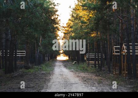 Sunset in the pine forest. Path in the forest Stock Photo