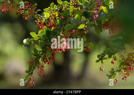 Barberry branch with berries in autumn. Berberis vulgaris, also known as common barberry. Cover design. Wallpaper background. Stock Photo