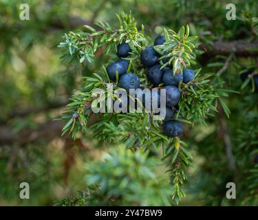 Juniper berries on a branch, close-up. Ripe cone berries of juniper. Juniper background image. The cones are used to flavour certain beers and gin. Stock Photo