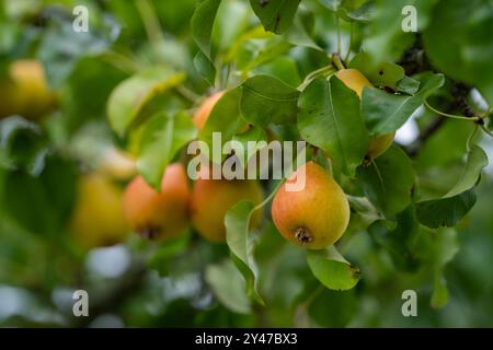 Close up of ripe pears on a tree branch with a lush garden background. Appetizing pears on a branch in a home garden Stock Photo