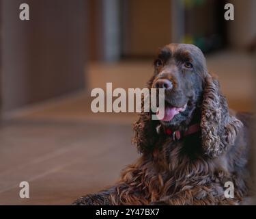 Liver colored English Cocker Spaniel is resting on the floor. Brown English Cocker Spaniel dog lying on the floor. Stock Photo