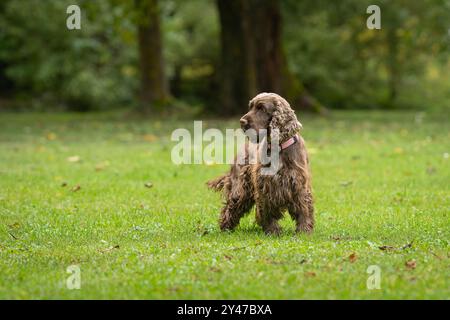 Liver color English Cocker Spaniel in the Park. Brown Cocker Spaniel dog portrait in park. Stock Photo