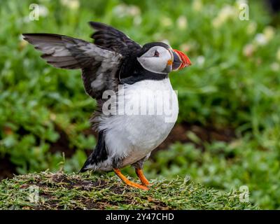 Puffin Stock Photo