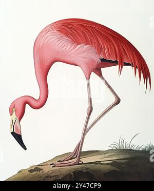 Watercolor painting. A pink American flamingo bent over, feeding on the ground near water. Stock Photo