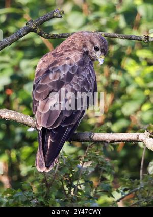 A Common Buzzard (Buteo buteo) in the Cotswold Hills on the look out for a meal Stock Photo