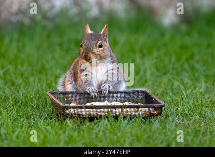 Grey Squirrel sat on lawn eating nuts from the ground bird feeder in garden.  UK. Stock Photo
