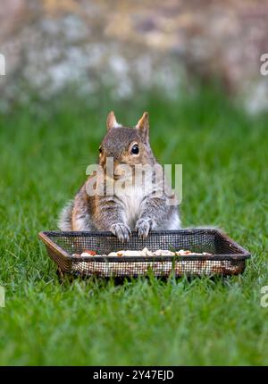 Grey Squirrel sat on lawn eating nuts from the ground bird feeder in garden.  UK. Stock Photo