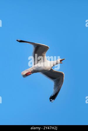 Herring Gull Squarking in mid flight against a blue sky in the golden hour, caught with its mouth wide open. Taken in Weston Super Mare, UK Stock Photo