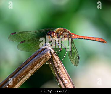 Common Darter Stock Photo