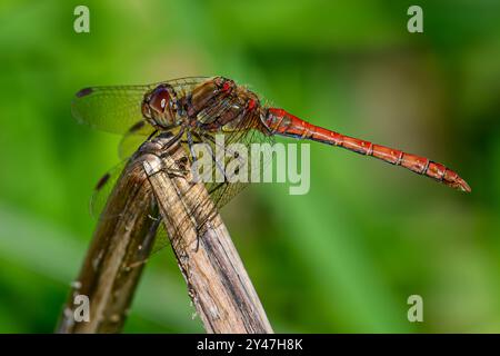 Common Darter Stock Photo