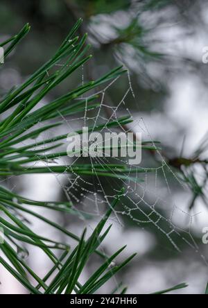 Dewy spiders web on pine tree taken at dawn on a misty day with the web looking like tiny beads on a thread Stock Photo