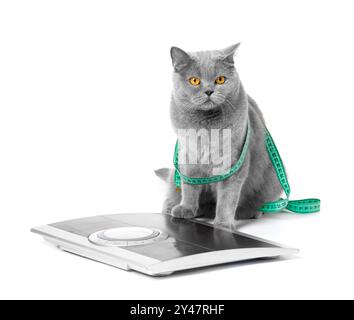 A British shorthair blue cat with large orange eyes sitting on a scale on a white background, wrapped in a measuring tape. Concept of weight control Stock Photo
