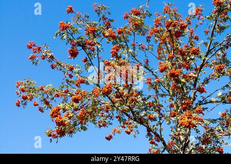 Rowan berries on the tree announce the coming autumn red berries in September, Sorbus aucuparia tree, Mountain Ash Tree Rowan tree Stock Photo