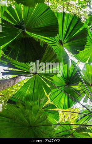 Palm trees in tropical rainforest in Daintree River National Park in Queensland, Australia. Stock Photo