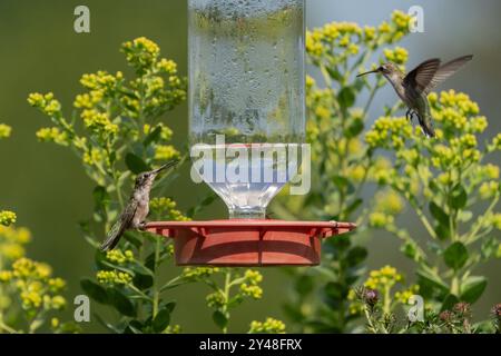Two Ruby-throated hummingbirds (Archilochus colubris) feeding at feeder with yellow goldenrod in background in early Fall Stock Photo