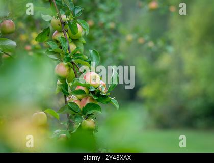 Fresh apples from the orchard. Apple harvest ready to be picked from the orchard. Stock Photo
