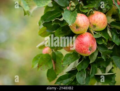 Fresh apples from the orchard. Apple harvest ready to be picked from the orchard. Stock Photo