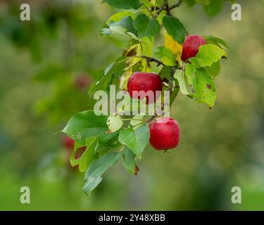 Close up of a unfocused background of red apple trees on a farm. Backround with fresh organic red apples growing on branches with green leaves. Stock Photo