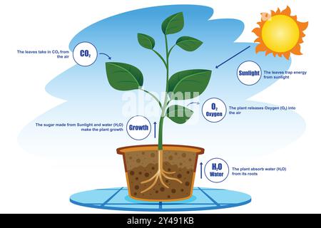 Photosynthesis process diagram illustration vector design Stock Vector ...