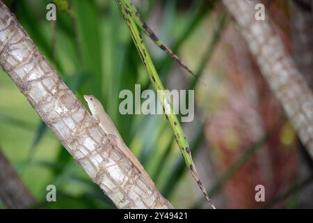 A brown anole lizard laying on a branch of a small palm tree in Florida Stock Photo