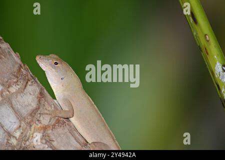 A closeup of a brown anole lizard perched on a branch of a small palm tree in a backyard in Florida Stock Photo