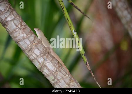A brown anole lizard perched on a branch of a small palm tree in a backyard in Florida Stock Photo