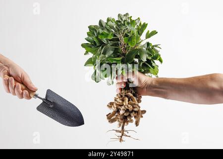 Farmer's hand holding a bunch of fresh peanuts with green leaves on a white background. The peanuts are attached to the roots, showing their natural s Stock Photo