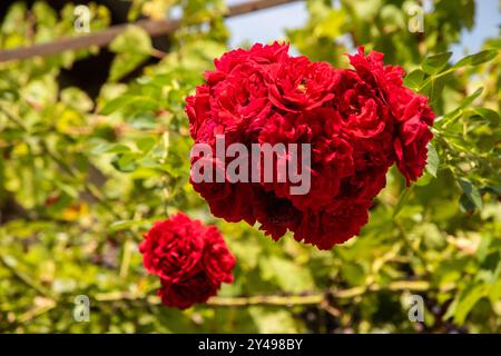 Beautiful red blooming roses in the garden closeup Stock Photo