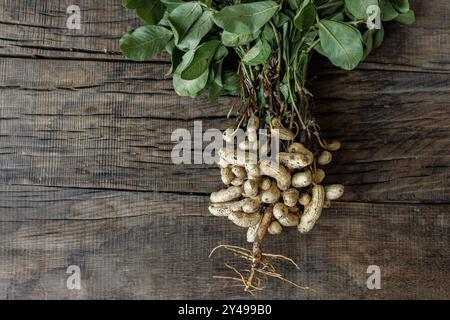 A bunch of freshly harvested peanuts with green leaves attached, resting on a rustic wooden surface. The peanuts are still in their shells, showcasing Stock Photo