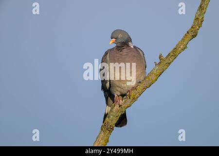 A common wood pigeon sitting on a tree, blue sky, sunny morning in springtime, Austria Illmitz Austria Stock Photo