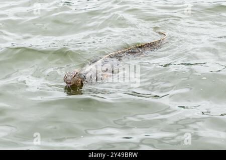 an goanna is swimming in the water from the park of Bangkok Stock Photo