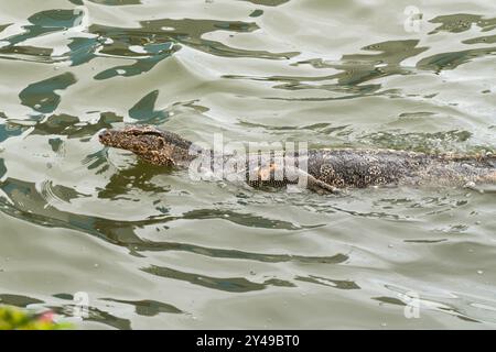 an goanna is swimming in the water from the park of Bangkok Stock Photo